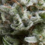 Pyramid Seeds Anesthesia Auto feminisiert