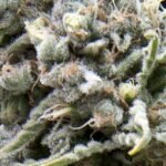 Pyramid Seeds White Widow Auto feminisiert