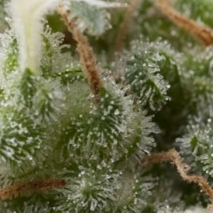 Pyramid Seeds Super Hash Auto feminisiert