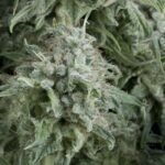 Pyramid Seeds Anubis Auto feminisiert