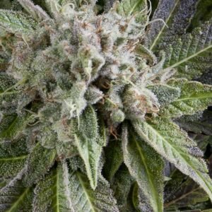 Pyramid Seeds Blue Pyramid Auto feminisiert