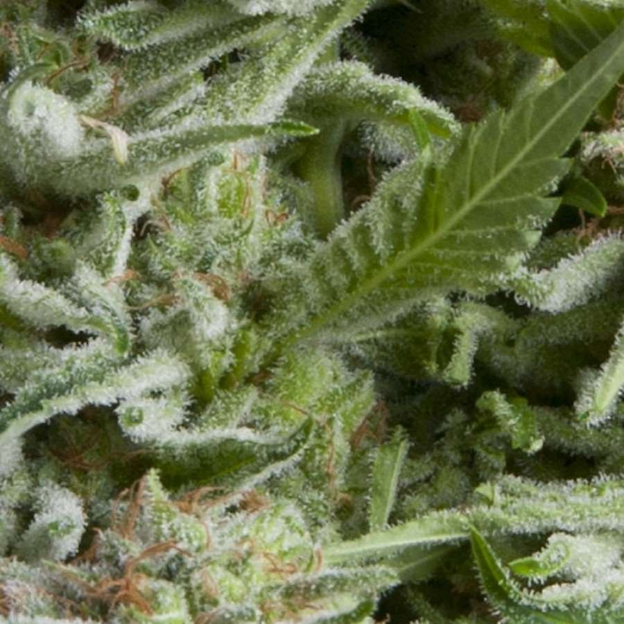 Pyramid Seeds Alpujarrena Auto feminisiert