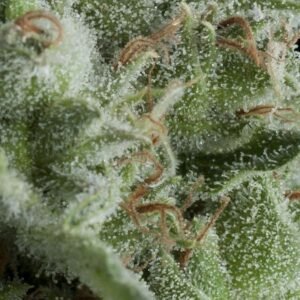 Pyramid Seeds Kryptonite Auto feminisiert