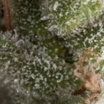 Pyramid Seeds Fresh Candy Auto feminisiert