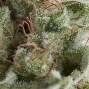 Pyramid Seeds American Pie Auto feminisiert