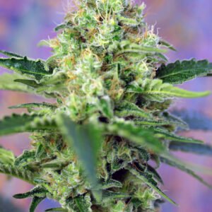 Sweet Seeds Crystal Candy feminisiert