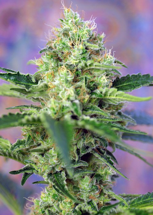 Sweet Seeds Crystal Candy feminisiert