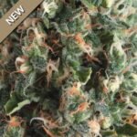 Pyramid Seeds Super OG Kush Auto feminisiert