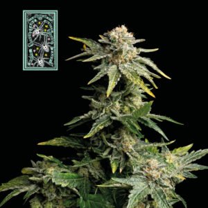 Seedsman White Widow Fast feminisiert