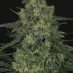 Ripper Seeds Criminal feminisiert