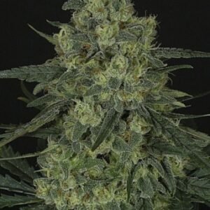 Ripper Seeds Criminal feminisiert