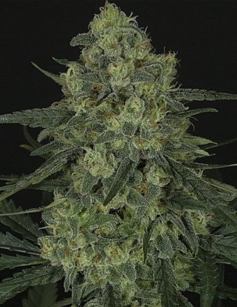 Ripper Seeds Criminal feminisiert
