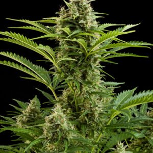 Buddha Seeds Vesta Auto feminisiert