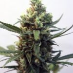 Ripper Seeds Toxic feminisiert