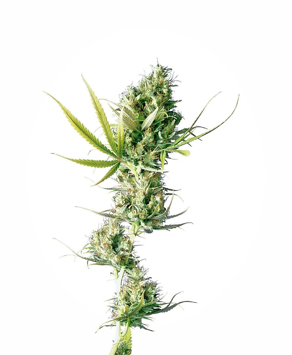 Sensi Seeds Durban feminisiert