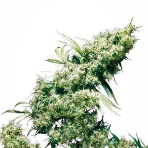 Sensi Seeds Jamaican Pearl feminisiert