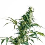 Sensi Seeds Mexican Sativa feminisiert