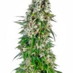 Sensi Seeds Big Bud Auto feminisiert