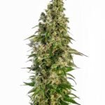 Sensi Seeds Afghani #1 Auto feminisiert