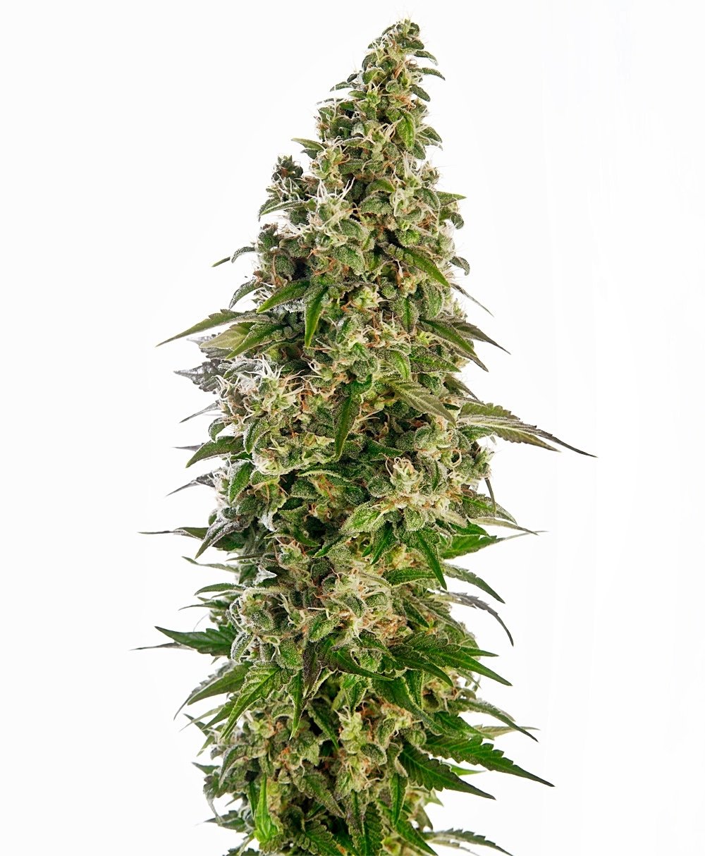 Sensi Seeds Afghani #1 Auto feminisiert