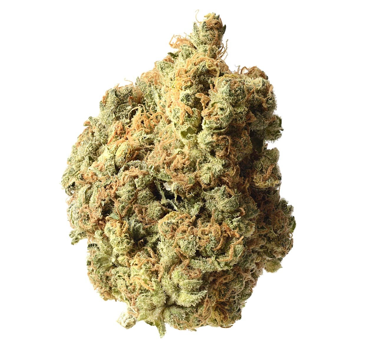 Amsterdam Genetics AK-020 feminisiert