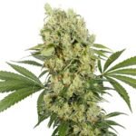 Buddha Seeds Medikit CBD feminisiert