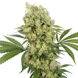 Buddha Seeds Medikit CBD feminisiert