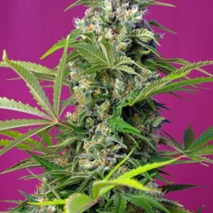 Sweet Seeds Gorilla Girl feminisiert