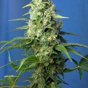 Sweet Seeds Honey Peach CBD Auto feminisiert