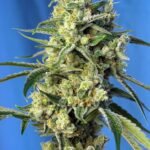 Sweet Seeds Sweet Amnesia Haze feminisiert