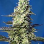 Sweet Seeds Green Poison XL Auto feminisiert