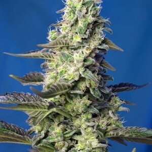 Sweet Seeds Green Poison XL Auto feminisiert