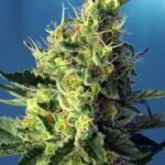 Sweet Seeds Sweet Pure CBD feminisiert