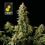 Seedsman Lemonchello Haze feminisiert