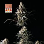 Seedsman Strawberry Banana Grape feminisiert