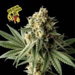 Seedsman Badazz OG Cheese feminisiert