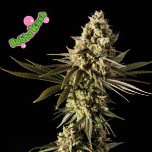 Seedsman Bubba Kush feminisiert