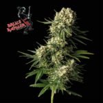 Seedsman Bruce Banger feminisiert