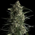 Pyramid Seeds Galaxy CBD feminisiert