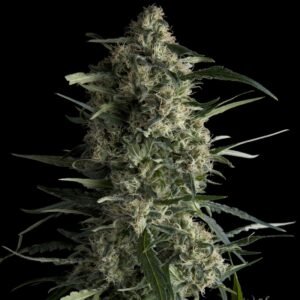 Pyramid Seeds Galaxy CBD feminisiert