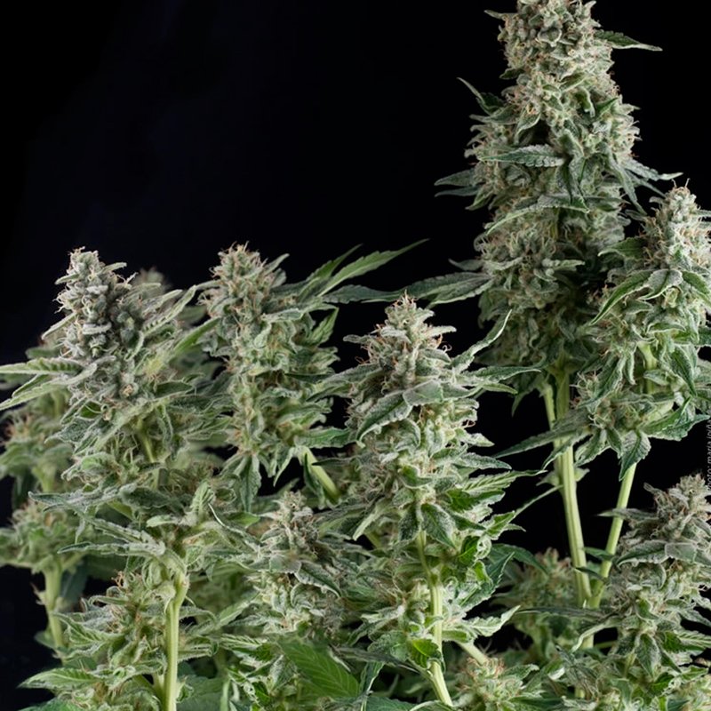 Pyramid Seeds Northern Lights CBD feminisiert