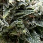 Pyramid Seeds New York City CBD Auto feminisiert