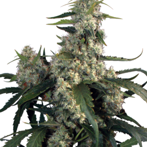 Buddha Seeds Quasar feminisiert