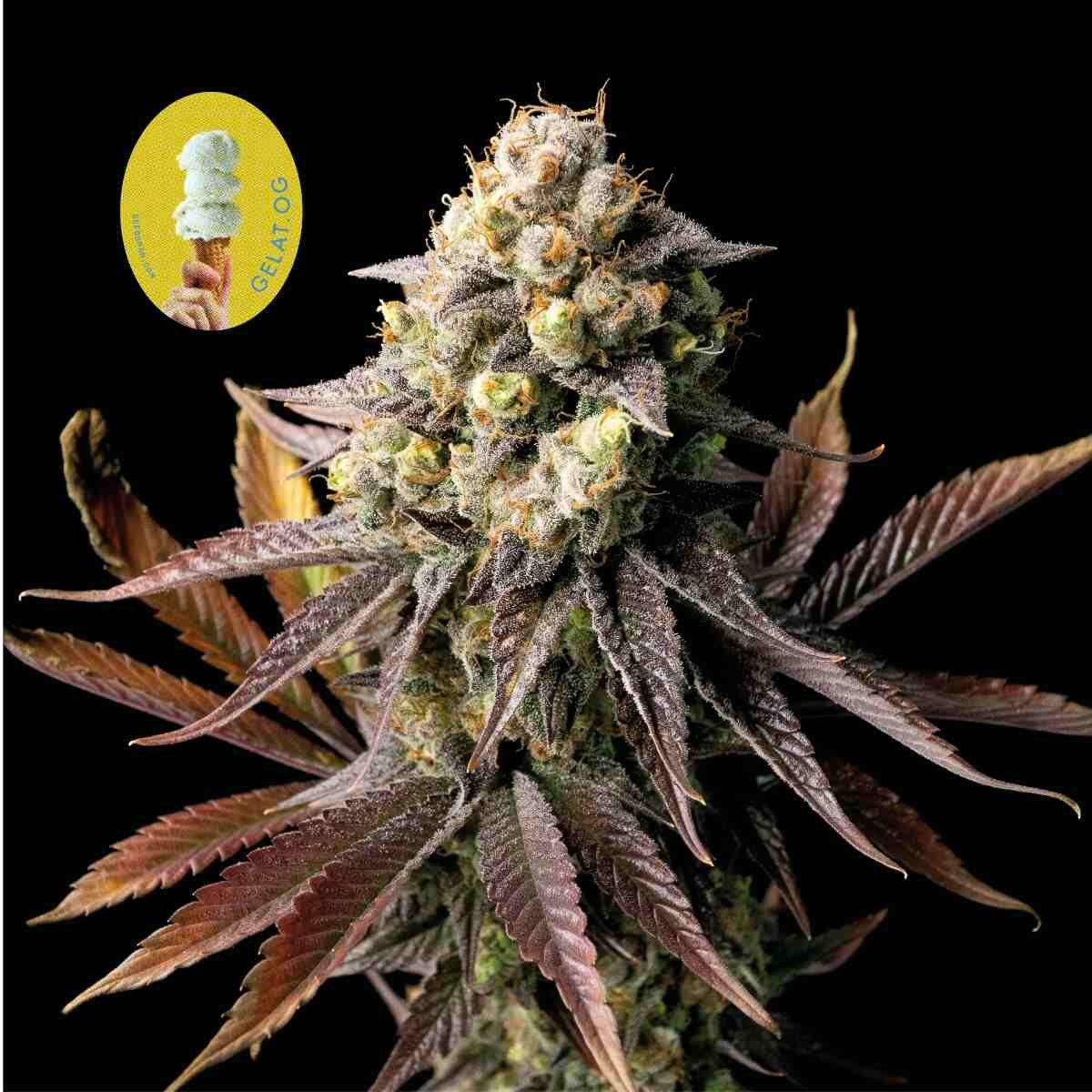 Seedsman Gelat.OG feminisiert