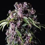 Pyramid Seeds Purple feminisiert