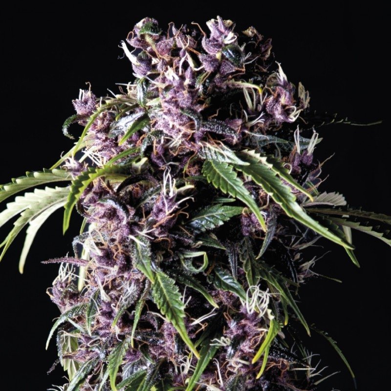Pyramid Seeds Purple feminisiert