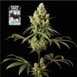 Seedsman Alaskan Purple feminisiert