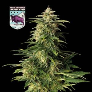 Seedsman Alaskan Purple Auto feminisiert
