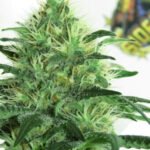 Ripper Seeds Sideral feminisiert