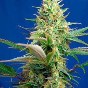 Sweet Seeds Sweet Pure CBD Auto feminisiert